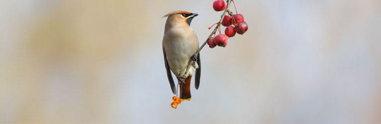 Pestvogel