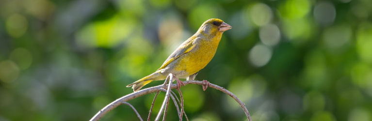 Greenfinch