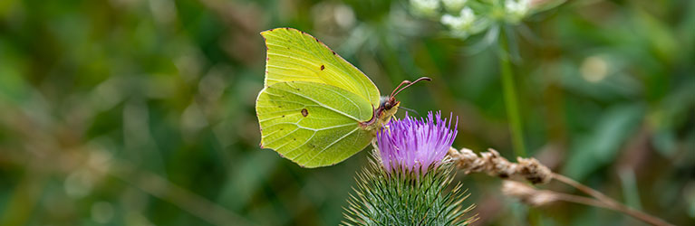 Citroenvlinder