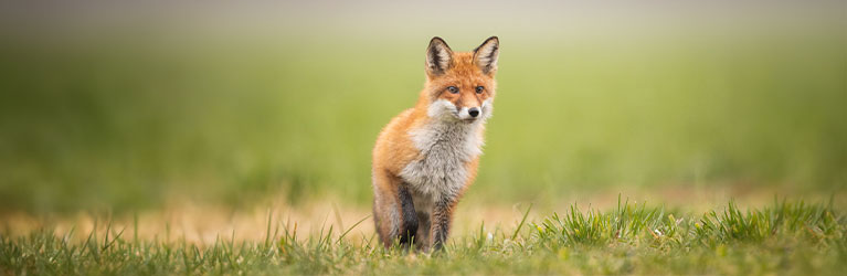 Grote Zoogdieren