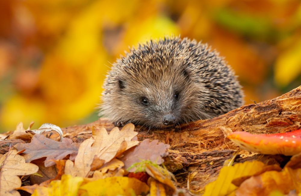 Een egel tussen de herfstbladeren