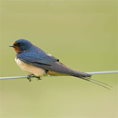 Blackcap