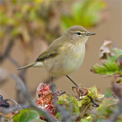 Blackcap