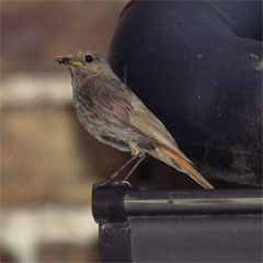 Blackcap