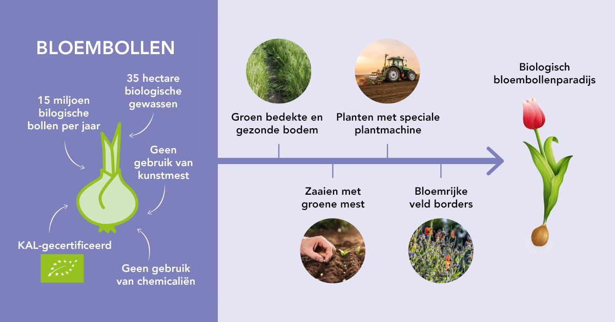 Productieproces biologische bloembollen Huiberts