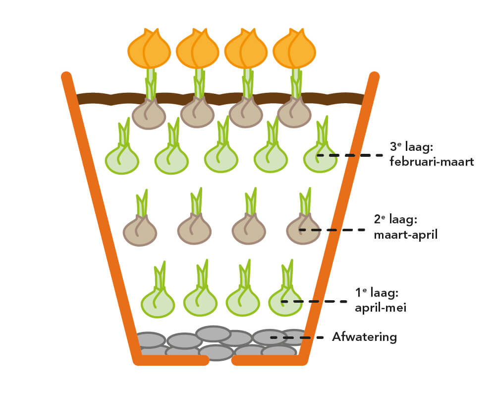 Bloembollen planten met de lasagne methode